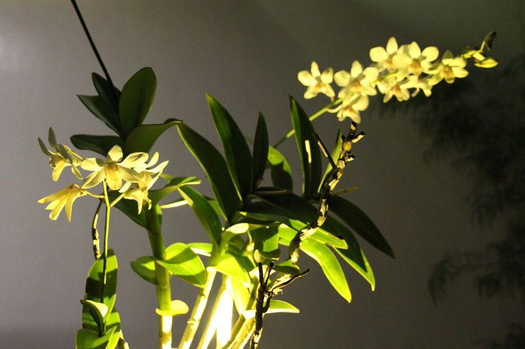 Orchid Lagan Place Palawan Puerto Princesa Εξωτερικό φωτογραφία