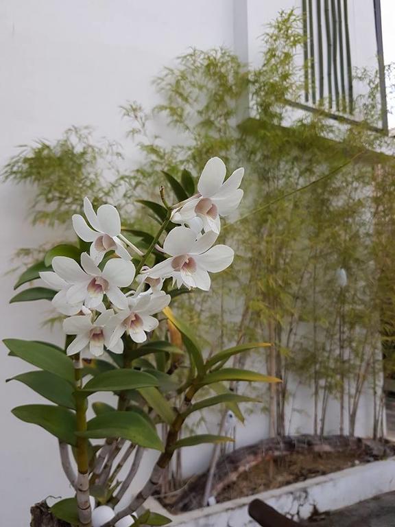 Orchid Lagan Place Palawan Puerto Princesa Εξωτερικό φωτογραφία